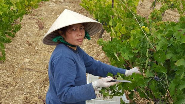 Karam Wines - Image 3